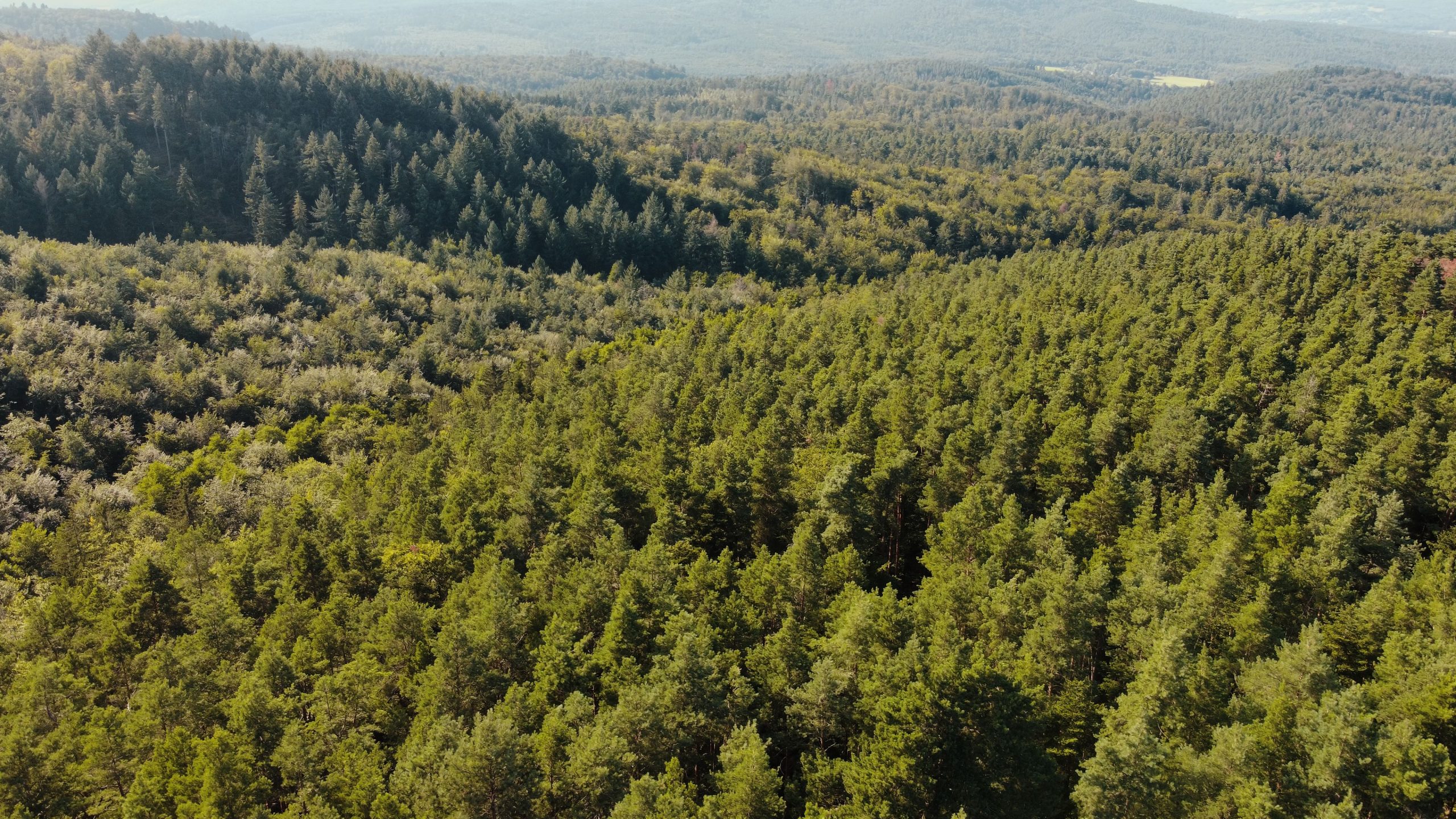 Drónok és műholdak segítik a baranyai erdőket